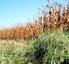 Produtores de MS integram lavoura e pasto