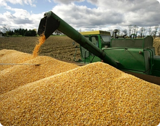 Armazenamento inadequado de grãos resulta em cerca de 15% de perdas