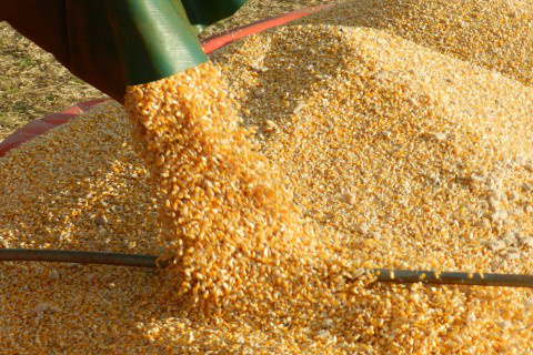 Agricultores de MS seguram venda do milho e sofrem para estocar Foto: Assessoria de Imprensa Sistema Famasul