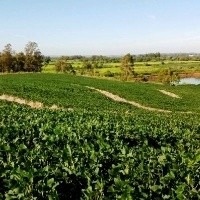 Fungos do bem promovem crescimento de plantas e controle de pragas