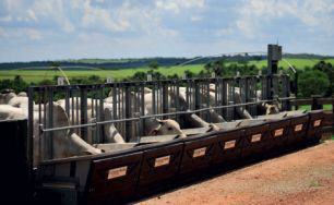 Sistema avalia quanto de comida ingerida pelo boi é transformada em carne