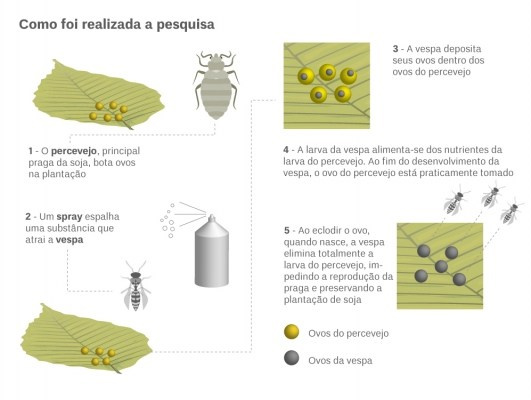 Pesquisadora leva a campo técnica que elimina pragas da soja Pesquisadora leva a campo técnica que elimina pragas da soja