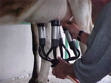 Programa quer alavancar a produção do leite de Mato Grosso do Sul