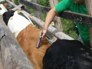 “ Por causa das fortes chuvas que vem ocorrendo na fazendas o manejo fica mais complicado