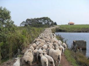 A ovelha pantaneira talvez seja a base da economia da atividade pecuária do Centro-Oeste, uma vez que já é um animal adaptado ao clima e solo de MS.