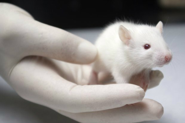 Molécula derivada de erva asiática é eficaz contra infecção do ebola em ratos / Foto: Divulgação