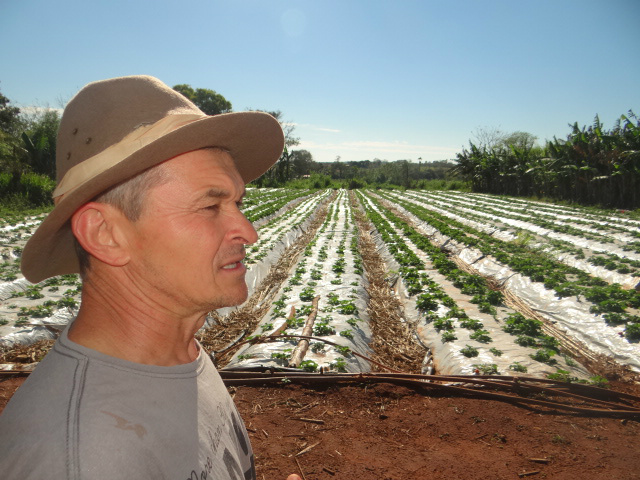 Cultivo de morangos é opção de renda para agricultor de Amambai Gilmar produz morangos há cerca de 15 anos / Foto: Moreira Produções