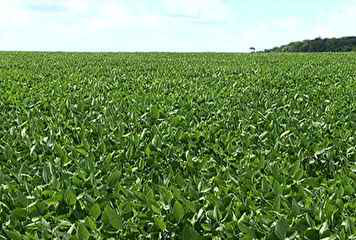 Falta de chuva preocupa produtores do sul de Mato Grosso do Sul