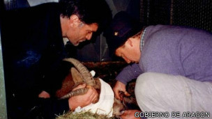 Pesquisadores retiraram células da pele de Celia em 1999 e as preservaram congeladas