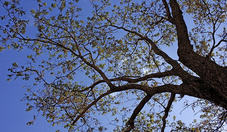 Última semana de outono será de tempo firme e temperaturas agradáveis em MS Foto: Chico Ribeiro