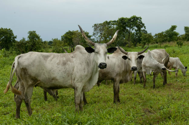 Doença de gado contagiosa comum na África assusta países da Europa Divulgação