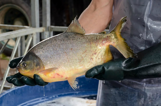 Feira do Peixe terá concurso de culinária e torneio de histórias de pescador Feira do Peixe Vivo terá diversas atrações neste ano em AmambaiFoto: Divulgação