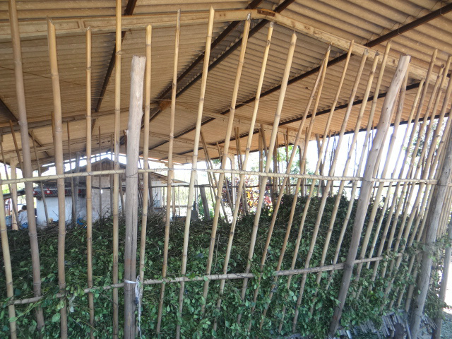 Em Amambai, produção de erva-mate resgata tradição e apresenta rentabilidade O barbaquá.