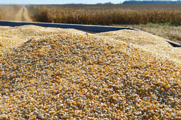 Com alta no mercado internacional, saca do milho em MS valoriza 130% em um ano Foto: Reprodução/Famasul