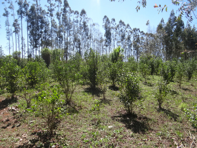 Em Amambai, produção de erva-mate resgata tradição e apresenta rentabilidade 1. Plantação, mudas com intervalos de 1,5 metros. Todas as mudas são plantadas sob a sombra de pés de feijão guandu.