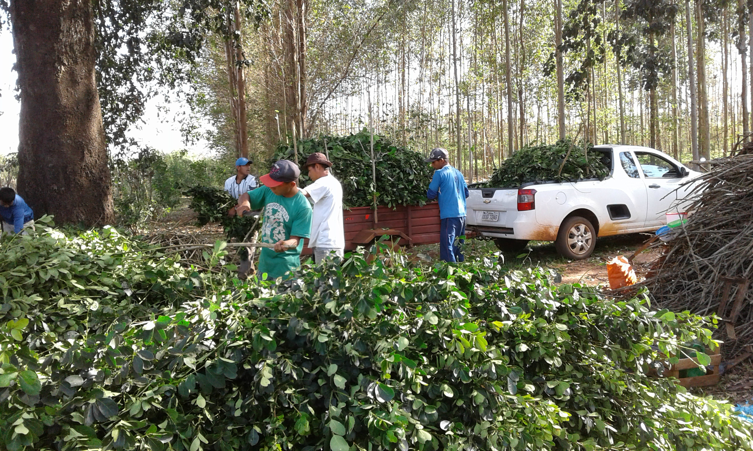 Em Amambai, produção de erva-mate resgata tradição e apresenta rentabilidade 2. Colheita: a cada 1 ano e meio é feita a colheita.