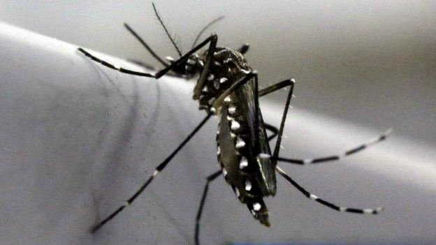  Melhor forma de se prevenir continua sendo evitar contato com mosquito 'Aedes aegypti' 