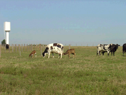 Produção intensiva de leite a pasto triplica resultados