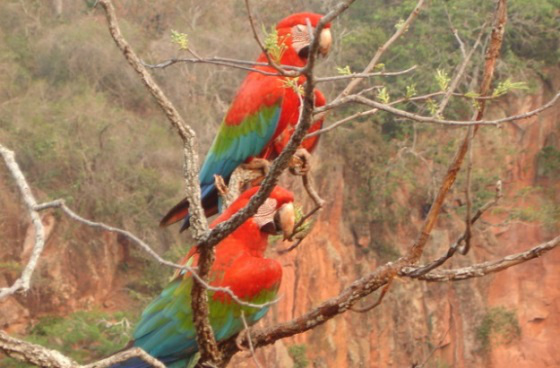 Casal de araras-vermelhas no Buraco das Araras