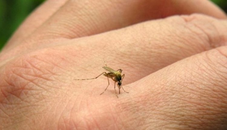 Amambaiense de 81 anos é a 23ª morte por dengue em MS Foto: Divulgação
