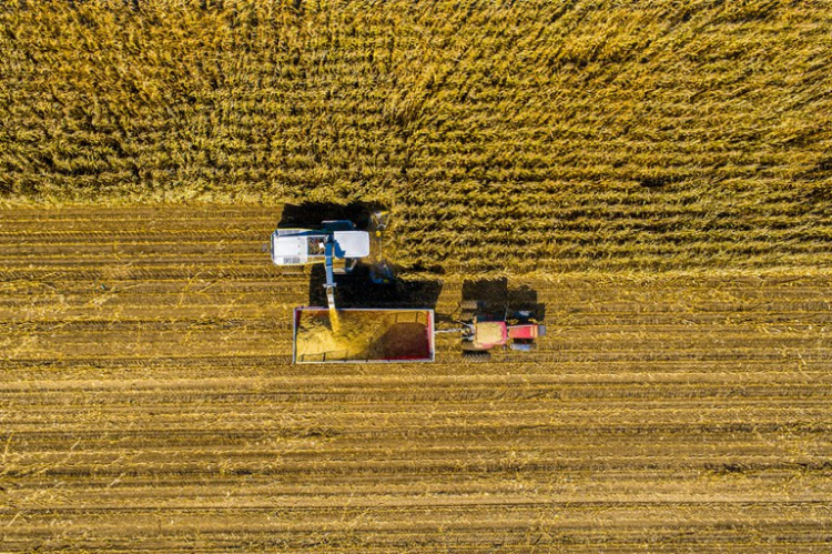 Valor da Produção Agropecuária de 2021 deve registrar aumento real de 11,8 % Foto: divulgação