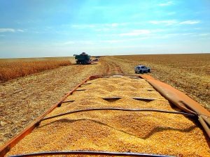 Novo recorde: Mato Grosso do Sul colhe 9,8 mi de toneladas de milho 2ª safra