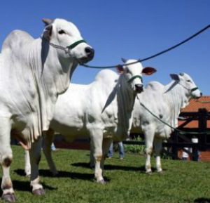 Análise: expectativas para as vendas de sêmen em 2012