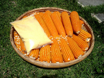 Sindicato Rural de Caarapó realiza Concurso Estudantil do Milho