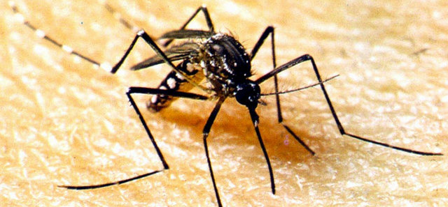 Foto: DivulgaçãoVerificar a infestação do mosquito é uma das metas que deverão ser cumpridas pelas cidades