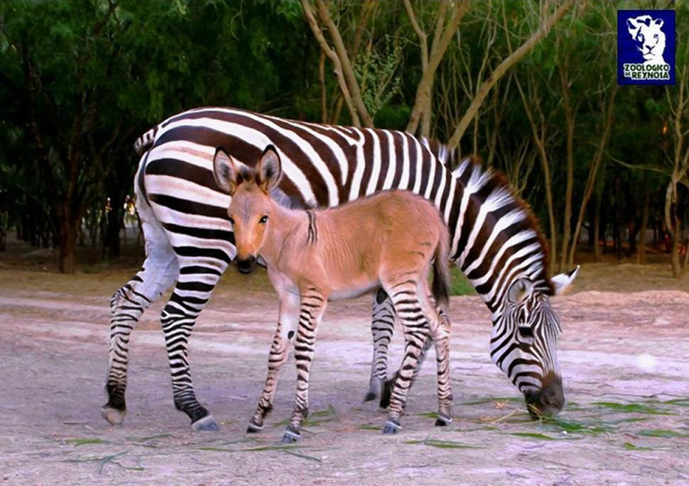 Filhote de zebra com burro nasce em zoológico