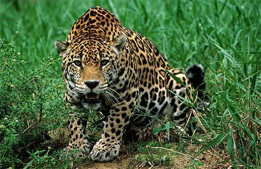 Publicação destaca risco de extinção da onça-pintada Mata Atlântica poderá se tornar o primeiro bioma tropical a perder o seu maior predador de topo, a onça-pintada