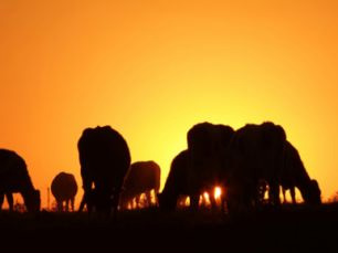Pelo menos 1,2 mil cabeças de gado morreram no Estado de Dakota do Sul
