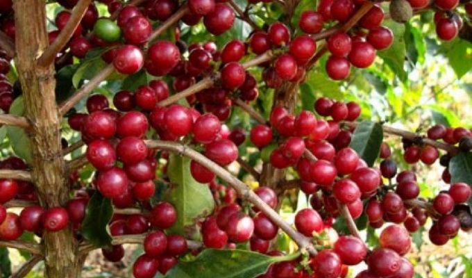 Produção de grãos deve ser 8,6% maior do que na safra passada, estima Conab