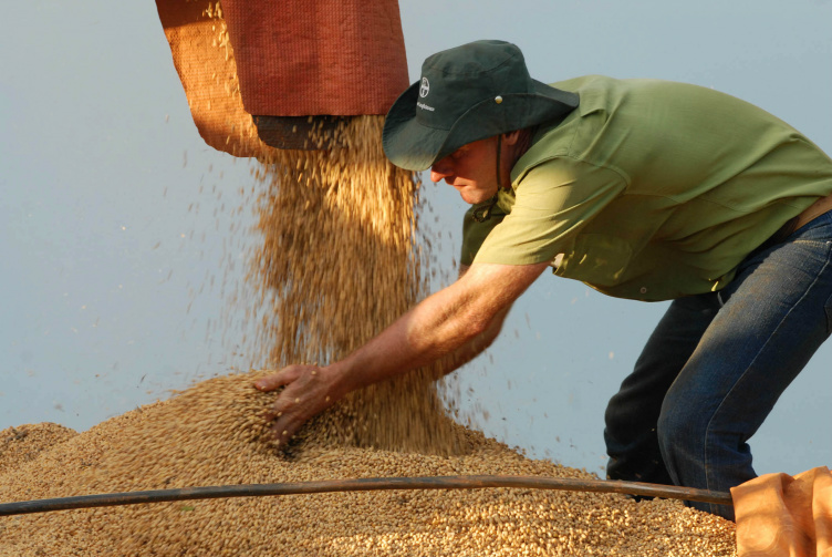 Produtores de soja do país terão queda acentuada nas margens em 2015/2016