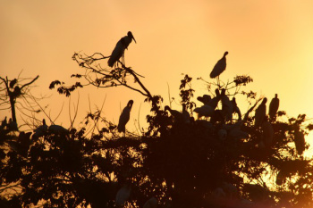 Ninhais de aves pantaneiras, às margens da Estrada ParqueFoto: Claudia Gaigher