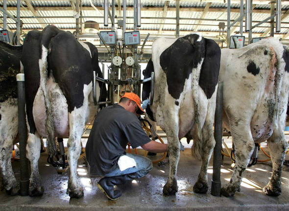 Municípios de MS recebem equipamentos para o setor lácteo O programa Leite Forte visa aumentar de forma sustentável a produção, a produtividade, a qualidade do produto e a renda de famílias que dependem da pecuária leiteira em MS