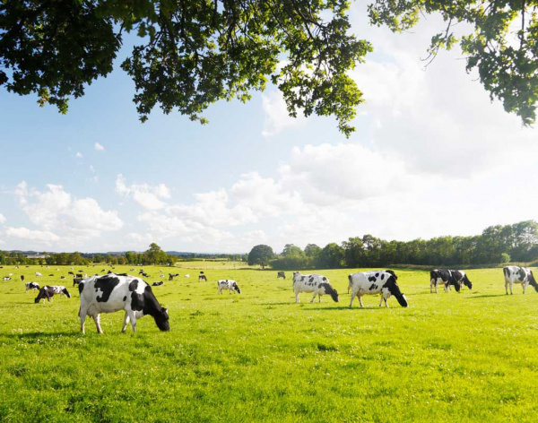 Leite Neozelandês faz dormir e chega no mercado em 2013