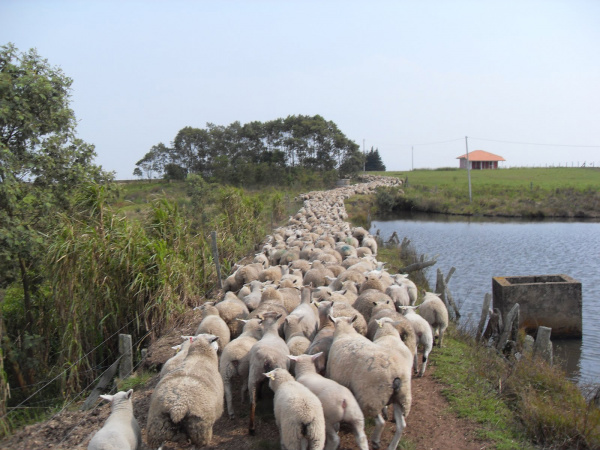 Mato Grosso do Sul já abateu 8,7 mil cabeças de ovinos em 2012