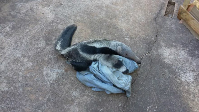 PMA recolhe dois filhotes de tamanduá-bandeira