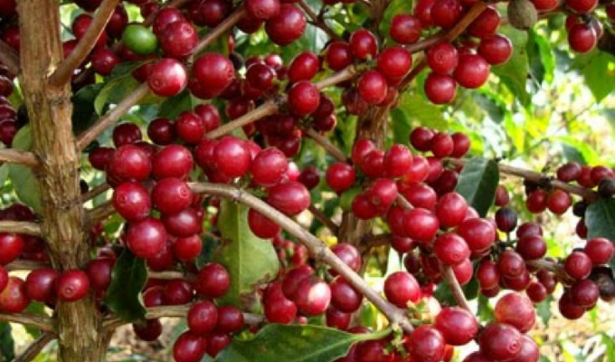 Brasil pode colher até 50 milhões de sacas de café neste ano Brasil pode colher até 50 milhões de sacas de café neste ano