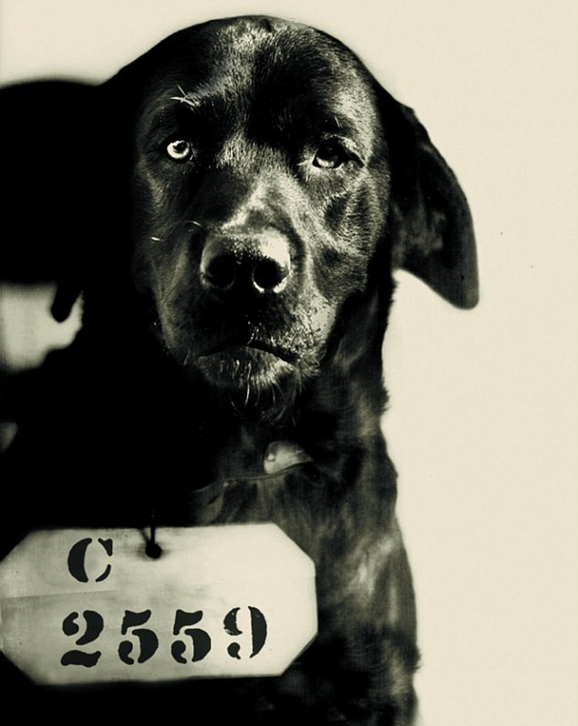 Você sabia que um cão já foi condenado à prisão perpétua nos EUA?