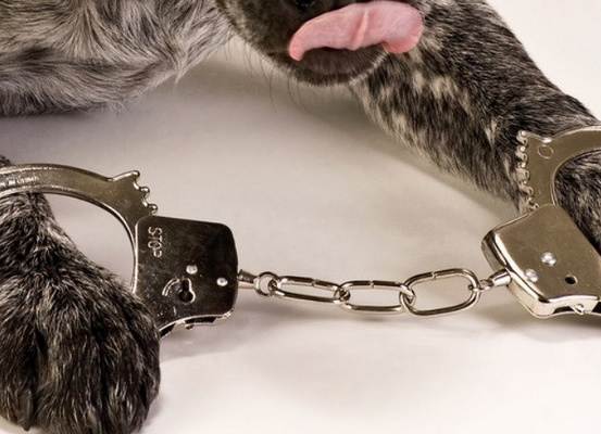 Você sabia que um cão já foi condenado à prisão perpétua nos EUA?