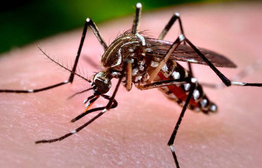 Zika: China confirma primeiro caso em homem que esteve na Venezuela