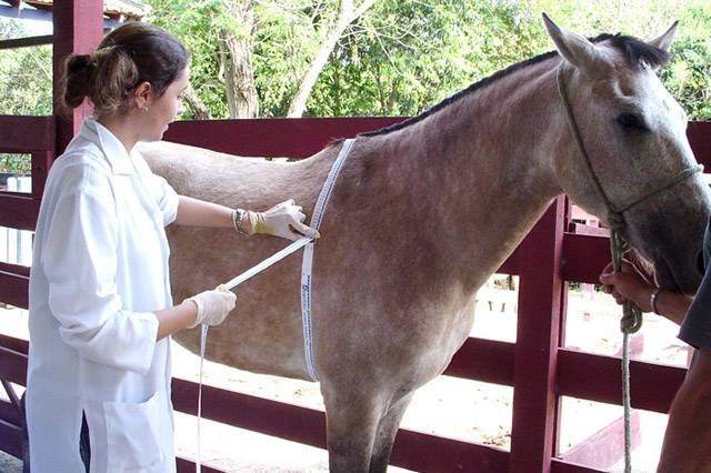 Cerca de 400 médicos veterinários se inscrevem para vagas na Iagro