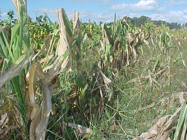 Seca põe 34% do Paraná em situação de emergência