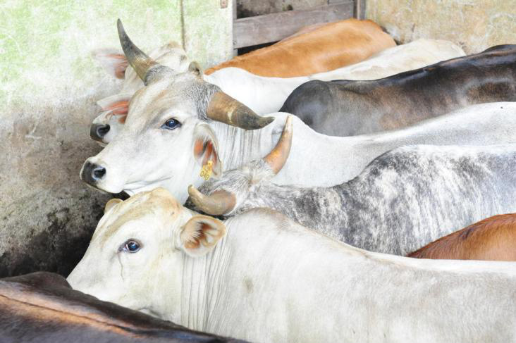 Defesa Agropecuária proíbe antiparasitários com avermectinas em gado de corte