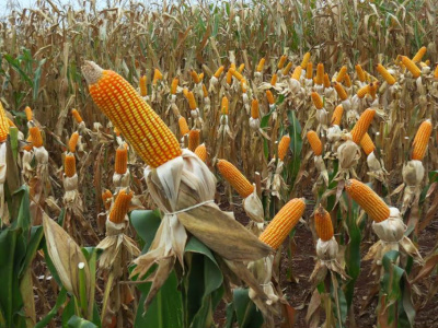 Tecnologias para o milho safrinha são apresentadas em Dia de Campo