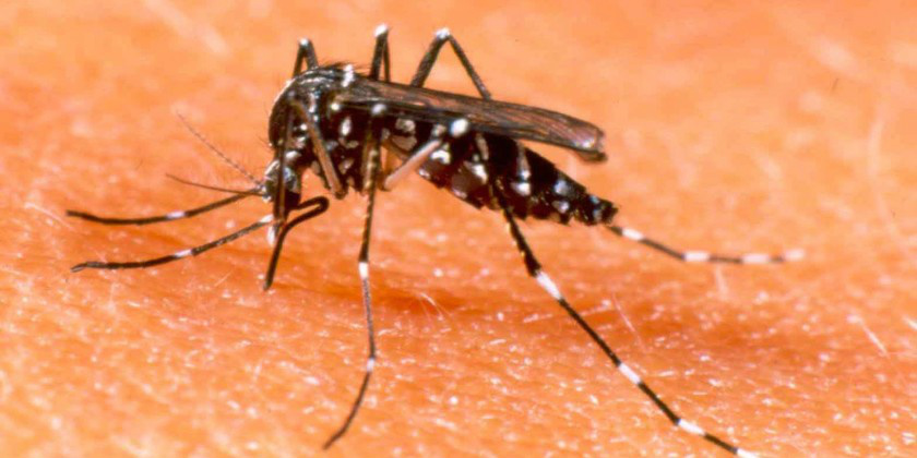 ONGs inscrevem projetos inovadores de combate à dengue
