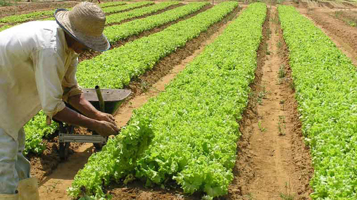 De propriedade à empresa rural: novos conceitos fortalecem a agropecuária brasil