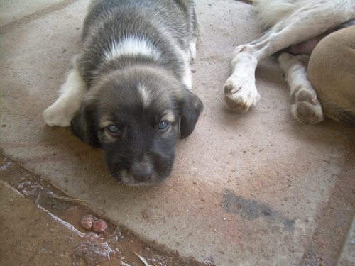 Código Penal pode incluir pena até 4 anos de prisão para quem abandonar animais Código Penal pode incluir pena até 4 anos de prisão para quem abandonar animais